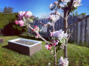 Read more about the article Zuhause mit Kind: Tag 36 – Gartenzeit